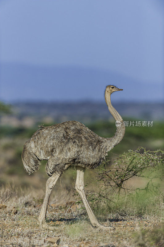 索马里鸵鸟，Struthio钼色鸵鸟或Struthio camelus，是一种大型的不会飞的鸟。肯尼亚桑布鲁国家保护区。女性。